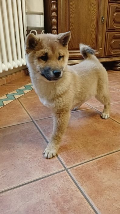 Shiba Inu czerwona suczka Wrzosowa Zagroda FCI ZKwP