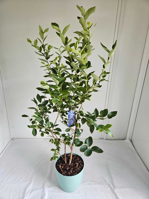 Borówka amerykańska XXL Toro 130cm C7 – krzew owocowy + nawóz gratis