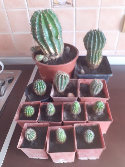 Кактусы цветущие