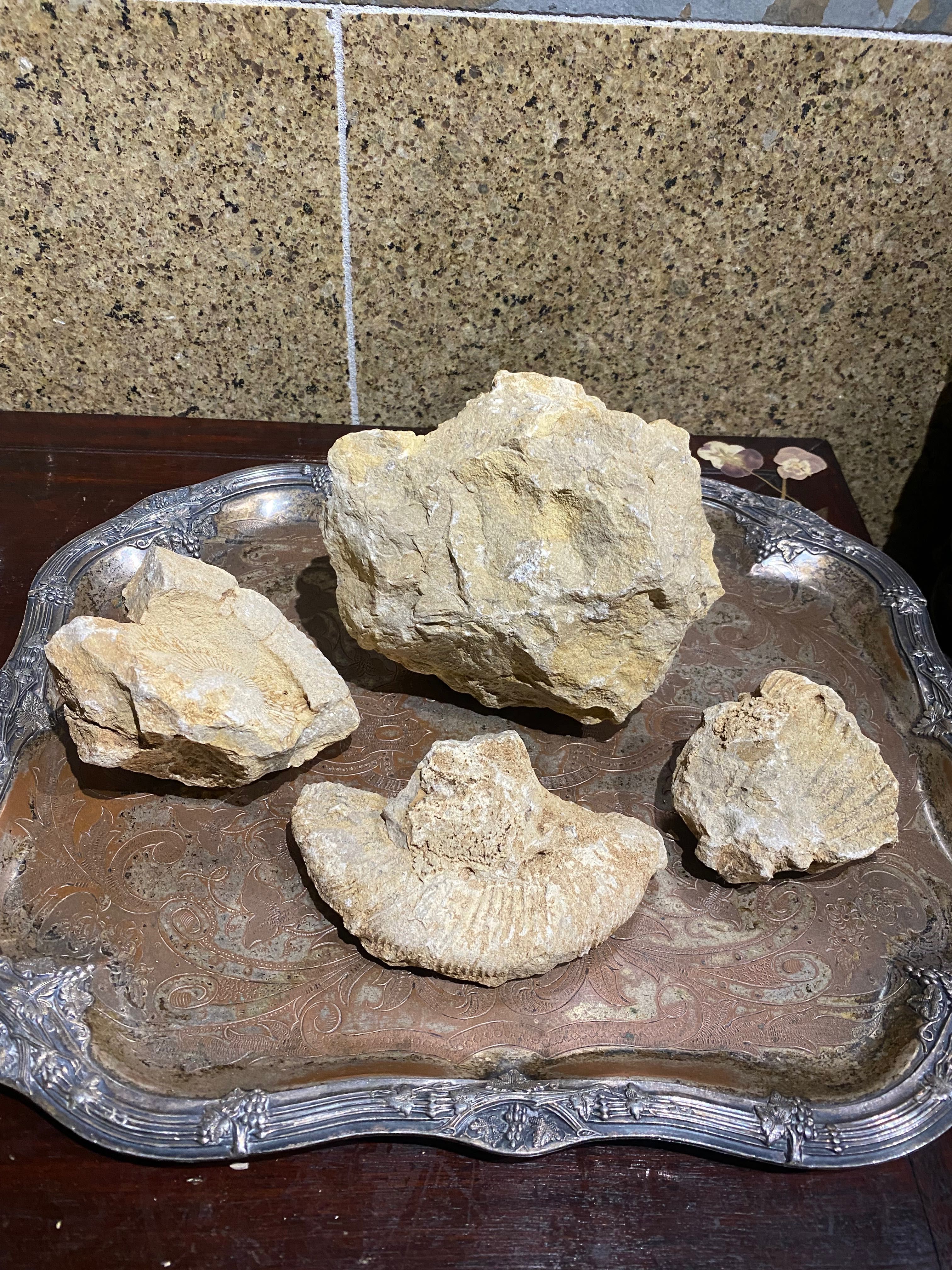 Fósseis Ribeira Romana 14 cm Artefactos arqueológicos