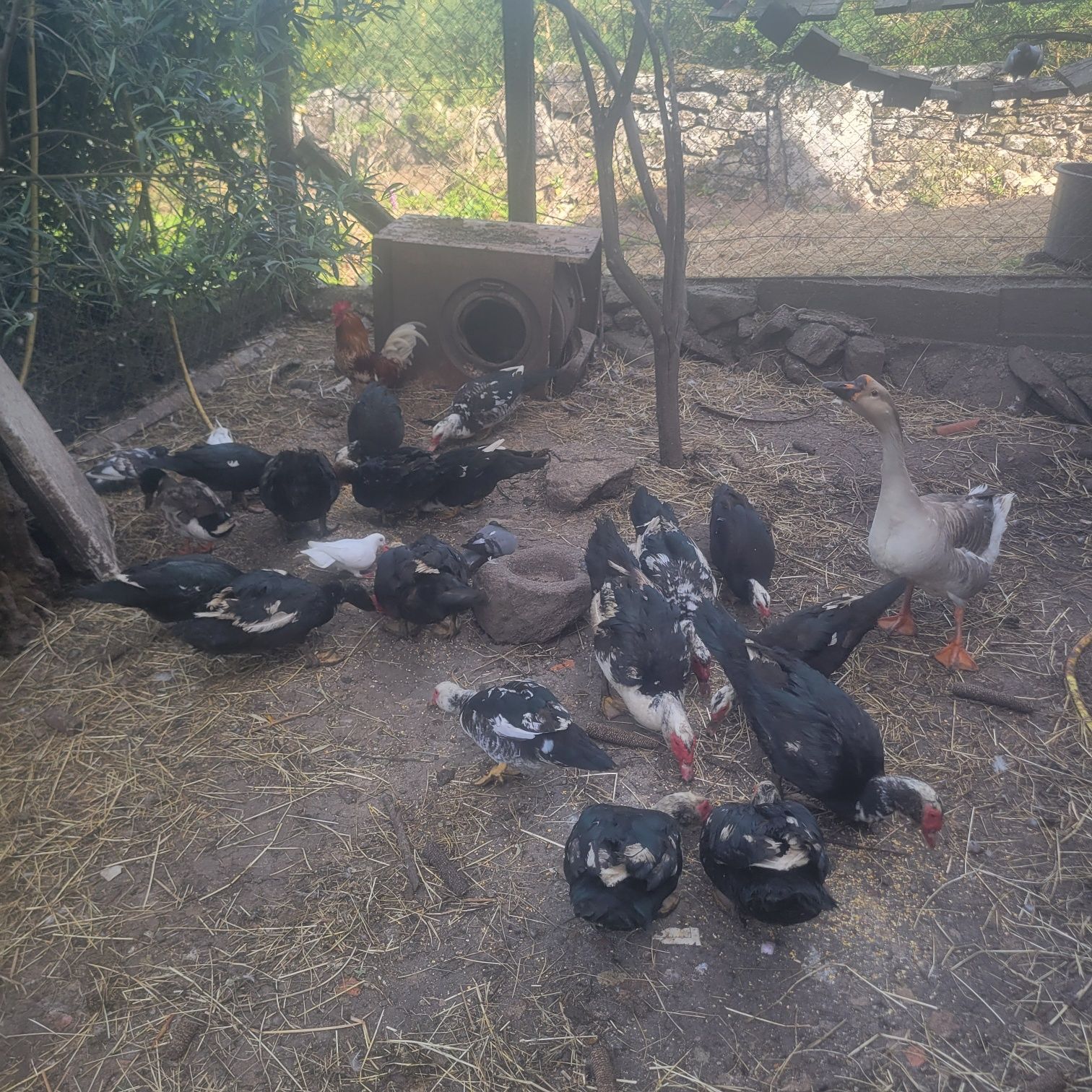 Vende se perus com um ano e patos  caseiros