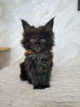 Kocurek Maine Coon