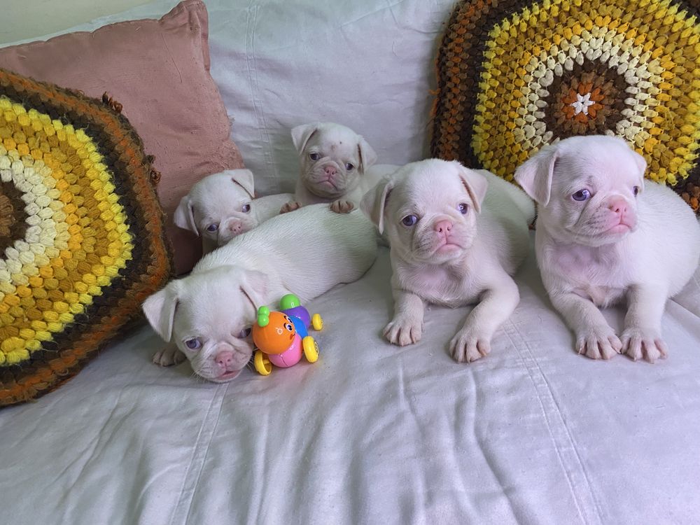 Lindo menino PUG PINK