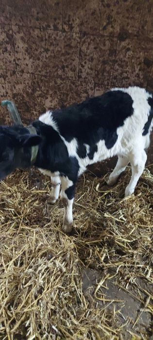 Cieliczka dwutygodniowa