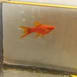 Mieczyki Albino lira