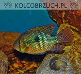 Ziemiojad brazylijski - Geophagus brasiliensis - dowóz, wysyłka
