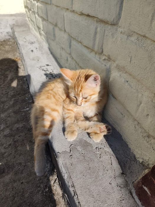 Віддам в хороші руки