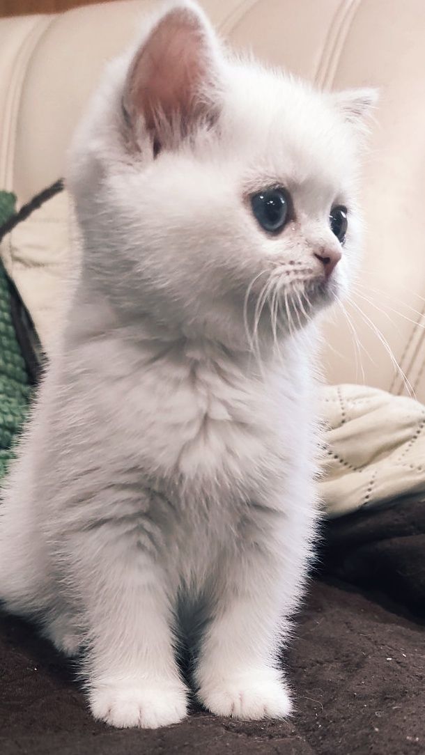 Шотландська біле кошеня шиншила