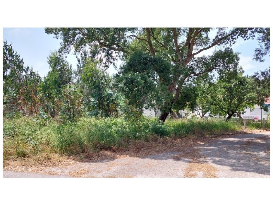 Terrenos para construção na vila de Monte Real