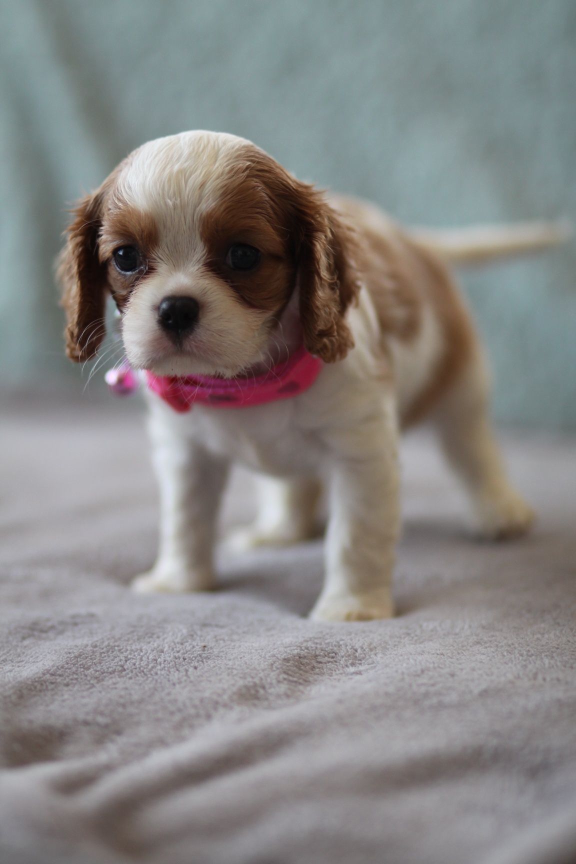 ***Cavalier King Charles Spaniel