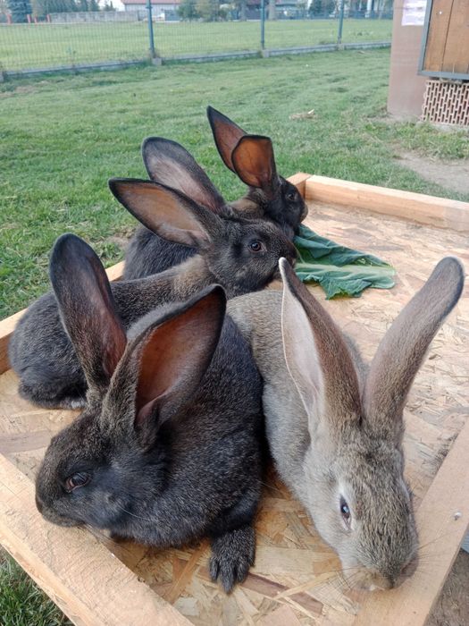 Młode króliki belgijskie
