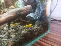 Krewetki neocardina yellow