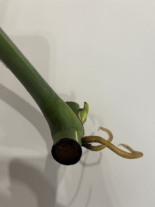 Monstera Thai Constellation