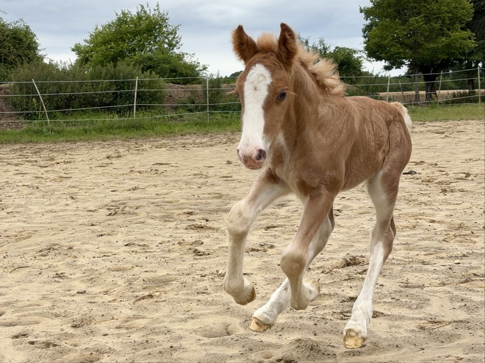 Ogierek Irish/Gypsy Cob do rezerwacji