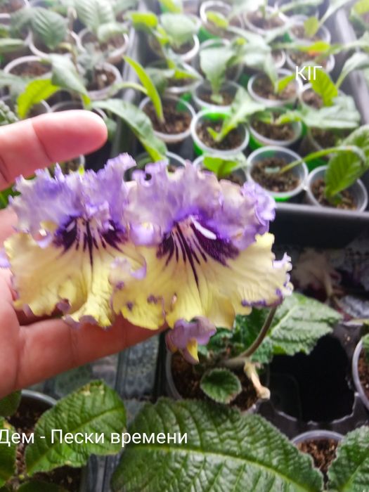 Стрептокарпуси(дітки)