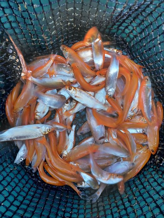 Karp narybek/kroczek.  Lin , Amur , Tołpyga  , Jesiotr.