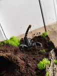 Skorpion + terrarium