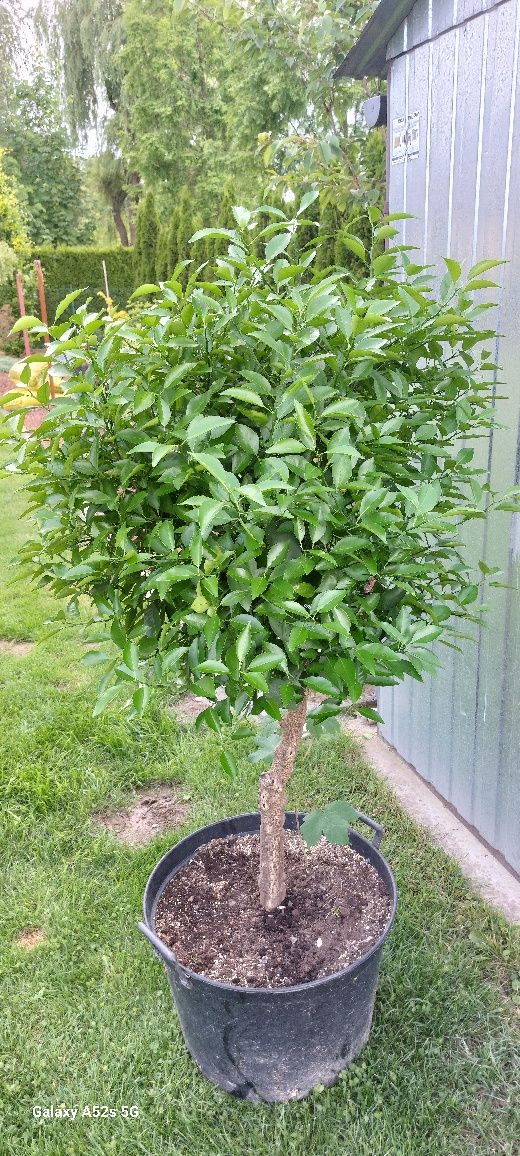 Mandarynka drzewko bonsai