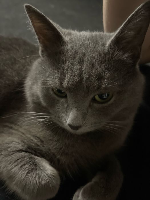 Віддам котика безкоштовно