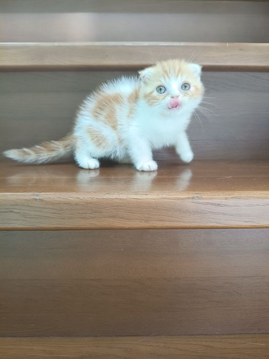 Породные шотландские котята, не вЕслоухие,а действительно вИслоухие!