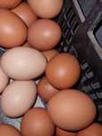 Ovos galinha caseiros