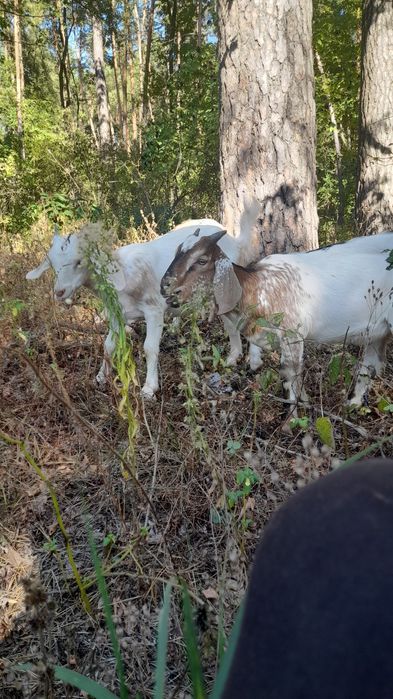 Козенята заано-нубійці 75%. Можливий обмін