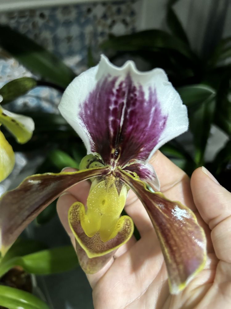 Orquidea coleção paphiopedilum- sapatinho