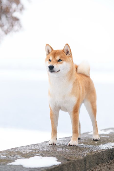 Вʼязка шиба іну. Shiba inu