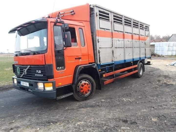 Skup i transport macior, knurów i bydła- usługowy transport zwierząt