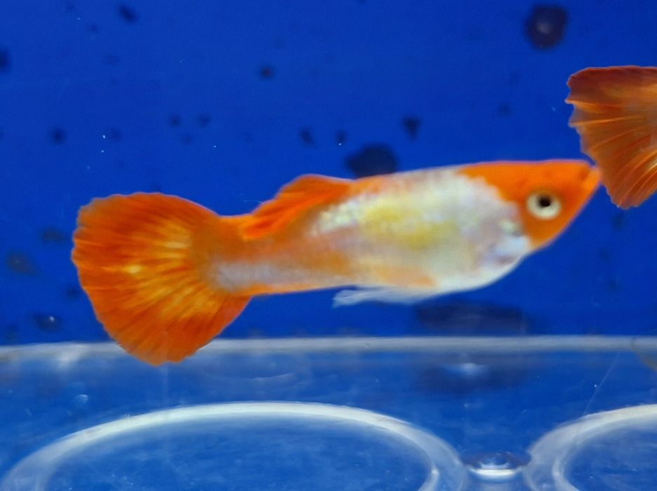 Guppy red nose tuxedo