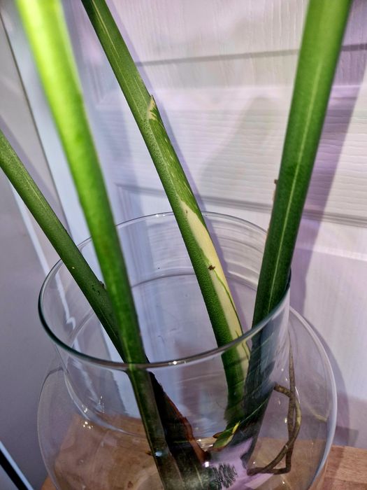 Monstera thai constellation