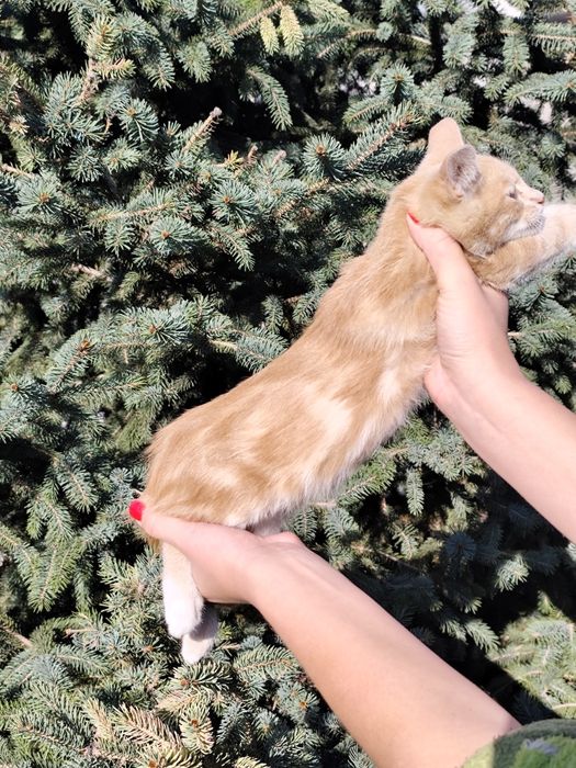 Мармуровий котик хлопчик