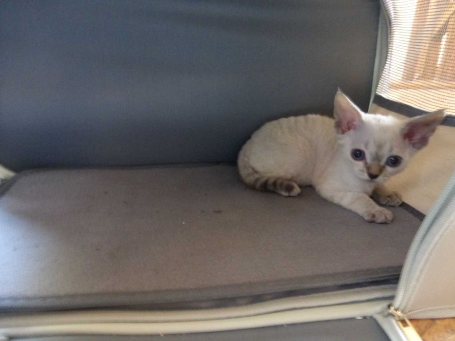 Кошенята Девон-рекс, готові до переїзду