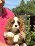 Cavalier King Charles Spaniel-Cudny chłopczyk ZKwP - Hod .DOBRY ROK
