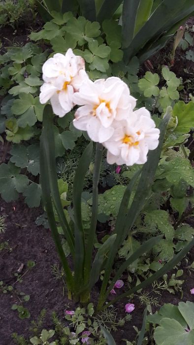 Квітка    нарцисс