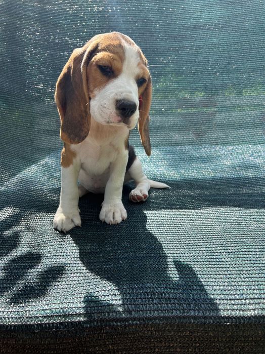 Щенята бігля готові стати частиною вашої сім’ї.