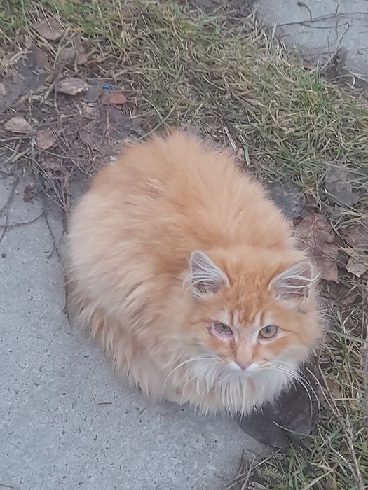 Кошенята безкоштовно