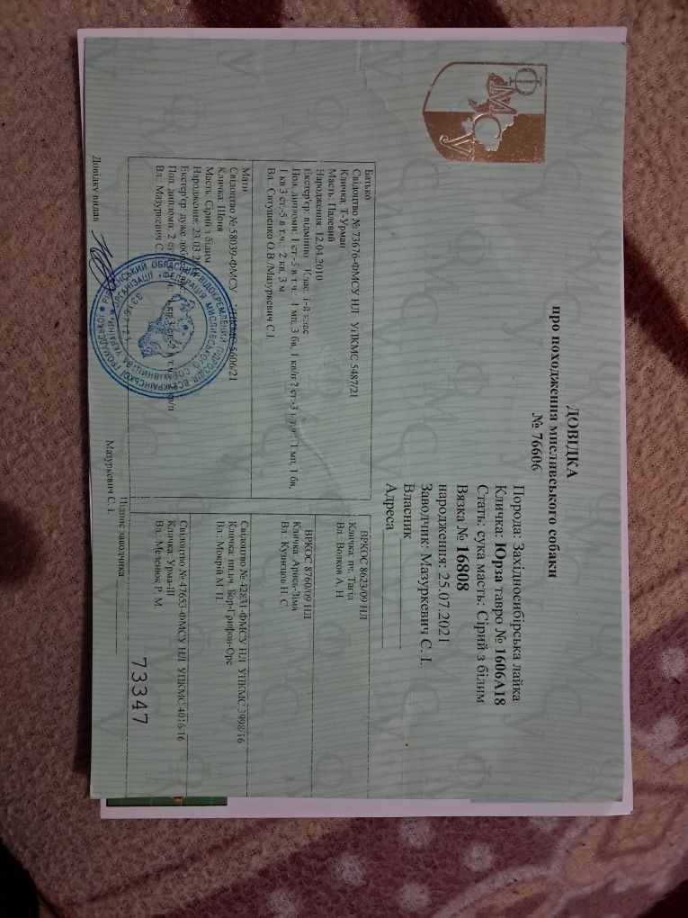 Продам західно сибірську лайку