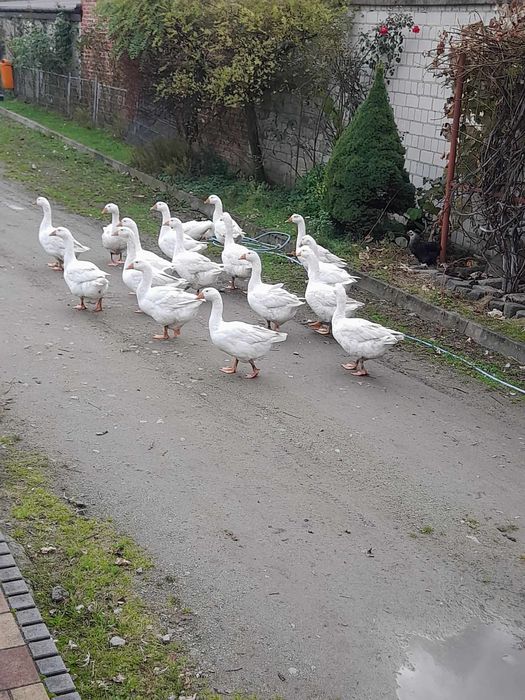 Gęsi piękne zdrowe