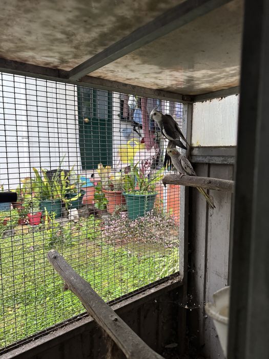 Vendo caturras e piriquitos