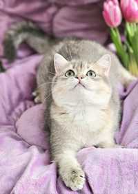 Золотая британская шиншилла голубая котик кошечка котята