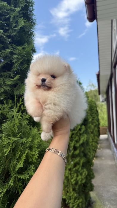 Хлопчик Ведмедик шпиць