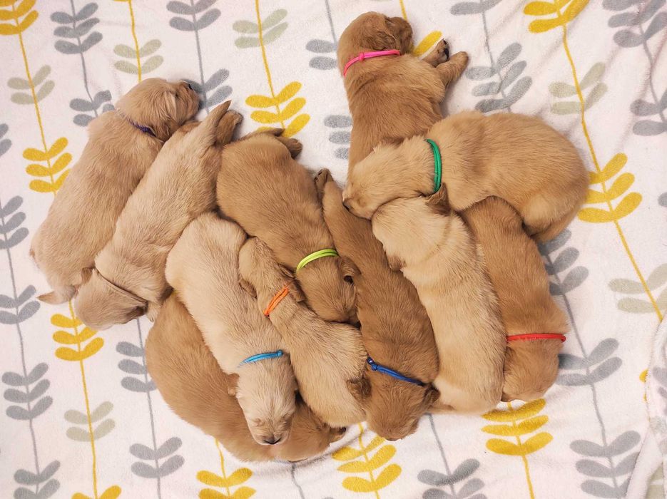 Suczka Golden Retriever ZKwP/FCI - linia amerykańska