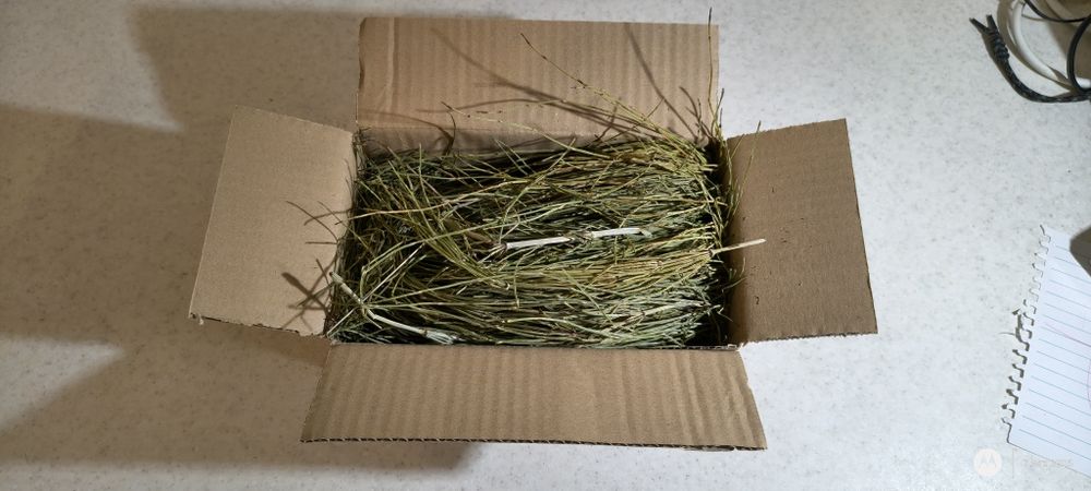 Skrzyp polny suszony ekologiczny 50g.