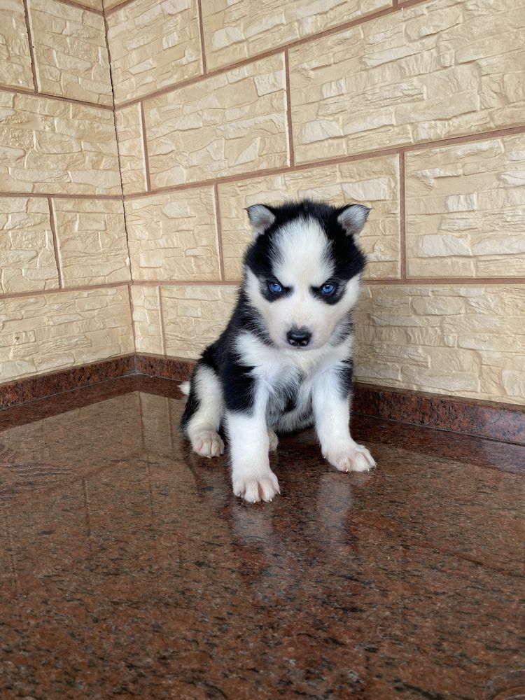 Husky Syberyjski