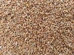 pszenica /jęczmień jary/owies