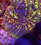 Rhodactis Tricolor żółto niebiesko z FLUOLAMPS.PL WYSYŁKI