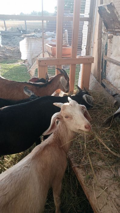 Продаються кози.