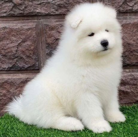 Samoyed już do odbioru