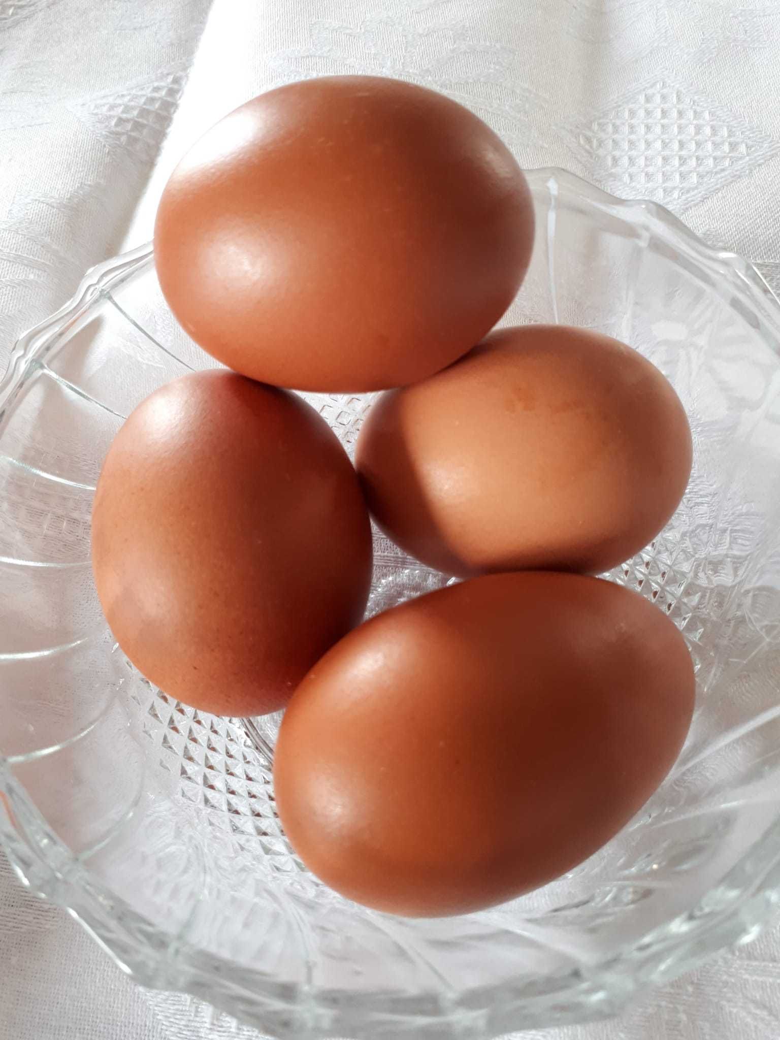 Ovos de galinhas puras da raça Marans.